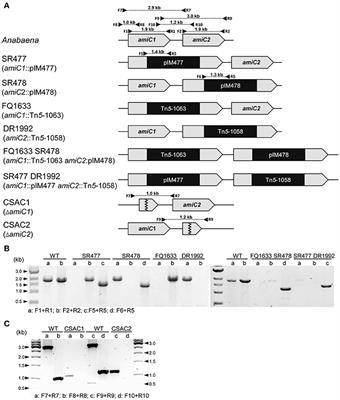 Role of Two Cell Wall Amidases in Septal Junction and Nanopore Formation in the Multicellular Cyanobacterium Anabaena sp. PCC 7120